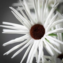 White Daisy Stem Sullivans