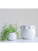 White w/ Raised Dots Terra-cotta Planter - Greenhouse Home