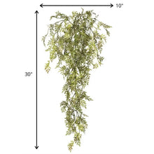 Wisteria Mini Vine, [product_price]- Greenhouse Home