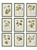 Wood Framed Wall Décor w/ Vintage Print, 9 Styles, [product_price]- Greenhouse Home