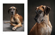 Year of the Dogs Chronicle Books