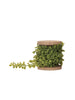 Plastic Boxwood Trim on Wood Spool, [product_price]- Greenhouse Home