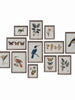 Wood Framed Glass Wall Décor with Insects, Birds, Plants and Fruit - Greenhouse Home