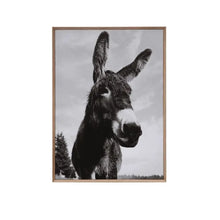 Framed Canvas Wall Décor with Donkey Photography - Greenhouse Home