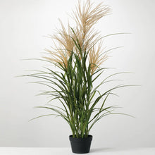 Potted Agave Reed - Greenhouse Home